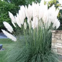 Купить Пампасная трава Белый Шлейф (кортадерия, сухоцветы)