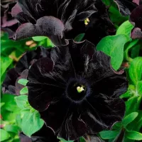 Купить семена Петуния Софистика F1 Блэкбери крупноцветковая черная