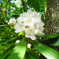 Купить Рододендрон крупнейший