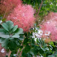 Купить Скумпия кожевенная