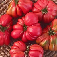 Купить семена Томат Аккордеон