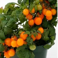 Купить семена Томат балконный Оранжевая Шапочка