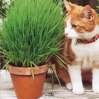 Купить семена Трава для кошек Скакун