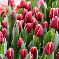 Купить Тюльпан Армани Триумф красный с белой каймой (Tulip Armani)