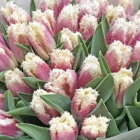 Купить Тюльпан Бель Сонг Бахромчатый розовый (Tulip Bell Song)