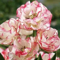 Купить Тюльпан Белиция Многоцветковый бежевый с розовым (Tulip Belicia)