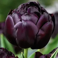 Купить Тюльпан Блэк Хиро махровый поздний темно-пурпурный (Tulip Black Hero)
