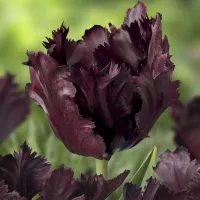 Купить Тюльпан Блэк Пэррот Попугайный темно-пурпурный (Tulip Black Parrot)