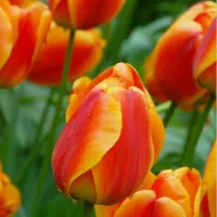 Купить Тюльпан Дабл Бьюти оф Апельдорн Дарвиновы гибрид желтый с коричневым (Tulip double beauty of apeldoorn)