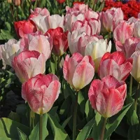 Купить Тюльпан Флейминг Пуриссима Фостера розовый (Tulip Flaming Purissima)