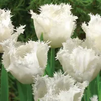 Купить Тюльпан Ханей Мун бахромчатый белый (Tulip Honeymoon)