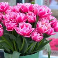 Купить Тюльпан Колумбус махровый ранний розово-белый (Tulip Columbus)