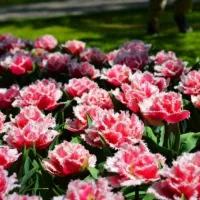 Купить Тюльпан Квинсленд бахромчатый розовый (Tulip Queensland)