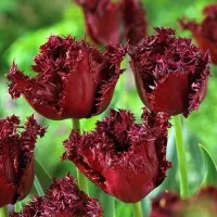 Купить Тюльпан Лабрадор бахромчатый темно-пурпурный (Tulip Labrador)