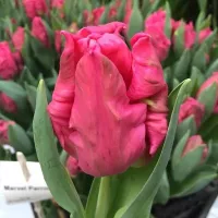 Купить Тюльпан Марвел попугайный фуксия (Tulip Marvel)
