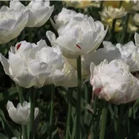 Купить Тюльпан Маунт Текома махровый поздний белый (Tulip Mount Tacoma)