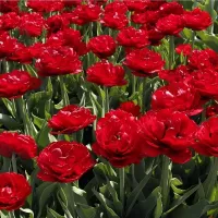 Купить Тюльпан Миранда махровый поздний красный (Tulip Miranda)