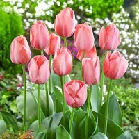 Купить Тюльпан Мистик Ван Эйк Дарвиновы гибриды розовый (Tulip Mystic Van Eijk)