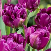 Купить Тюльпан Негрита Дабл махровый поздний пурпурный (tulip Negrita Double)