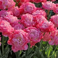 Купить Тюльпан Пинк Сайз махровый поздний розовый (Tulip pinksize)