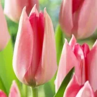 Купить Тюльпан Поко Локо ранний нежно-розовый (Tulip Poco Loco)
