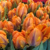 Купить Тюльпан Принцесс Ирен Пэррот попугайный оранжевый (Tulip Prinses Irene Parrot)