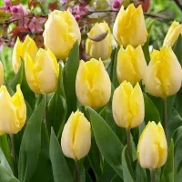 Купить Тюльпан Санни Принц ранний желтый (Tulip Sunny Prince)