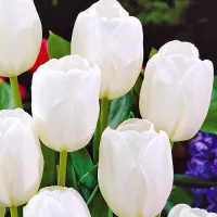 Купить Тюльпан Вайт Дрим Триумф белый (Tulip White Dream)