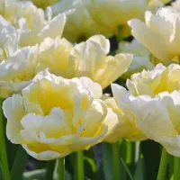 Купить Тюльпан Верона махровый поздний белый (Tulip Verona)