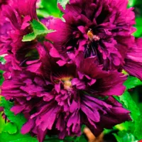 Купить семена Шток-роза Пурпурная Королева махровая
