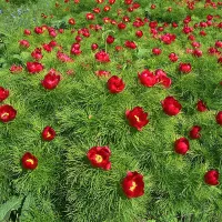 Купить Пион тонколистный аналог Рубра Плена