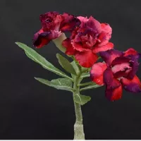 Купить семена Адениум PurpleKing Desert Rose