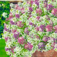 Купить семена Алиссум ампельный Кристалл смесь