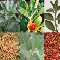 Купить семена Ашваганда Withania somnifera Индийский Женьшень семена