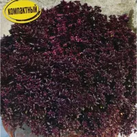 Купить семена Базилик Глобус F1 овощной компактный пурпурный