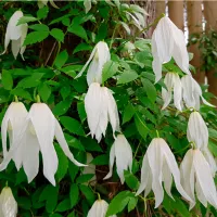 Купить семена Клематис Прямой (Сlematis recta)