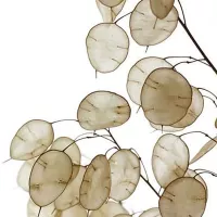 Купить семена Лунария Серебряные монеты