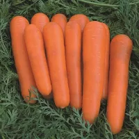 Купить семена Морковь Краса Севера