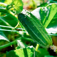 Купить семена Огурец Диригент F1