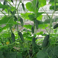 купить семена Огурец Алекс