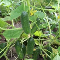 купить семена Огурец Алекс