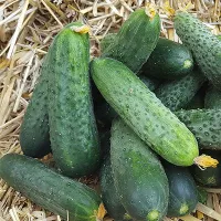 купить семена Огурец Антисипатор корнишон F1 (улучшенный Директор)