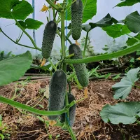 купить семена Огурец Антисипатор корнишон F1 (улучшенный Директор)