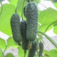 купить семена Огурец Анзор F1