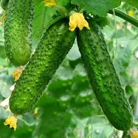 купить семена Огурец Бакс