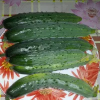 купить семена Огурец Бакс