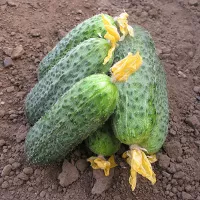 купить семена Огурец Беттина F1