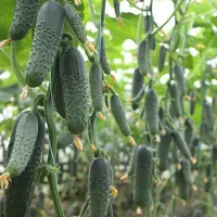 купить семена Огурец Беттина F1