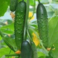 купить семена Огурец Емеля