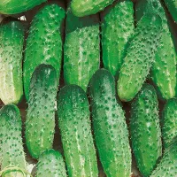 купить семена Огурец Емеля